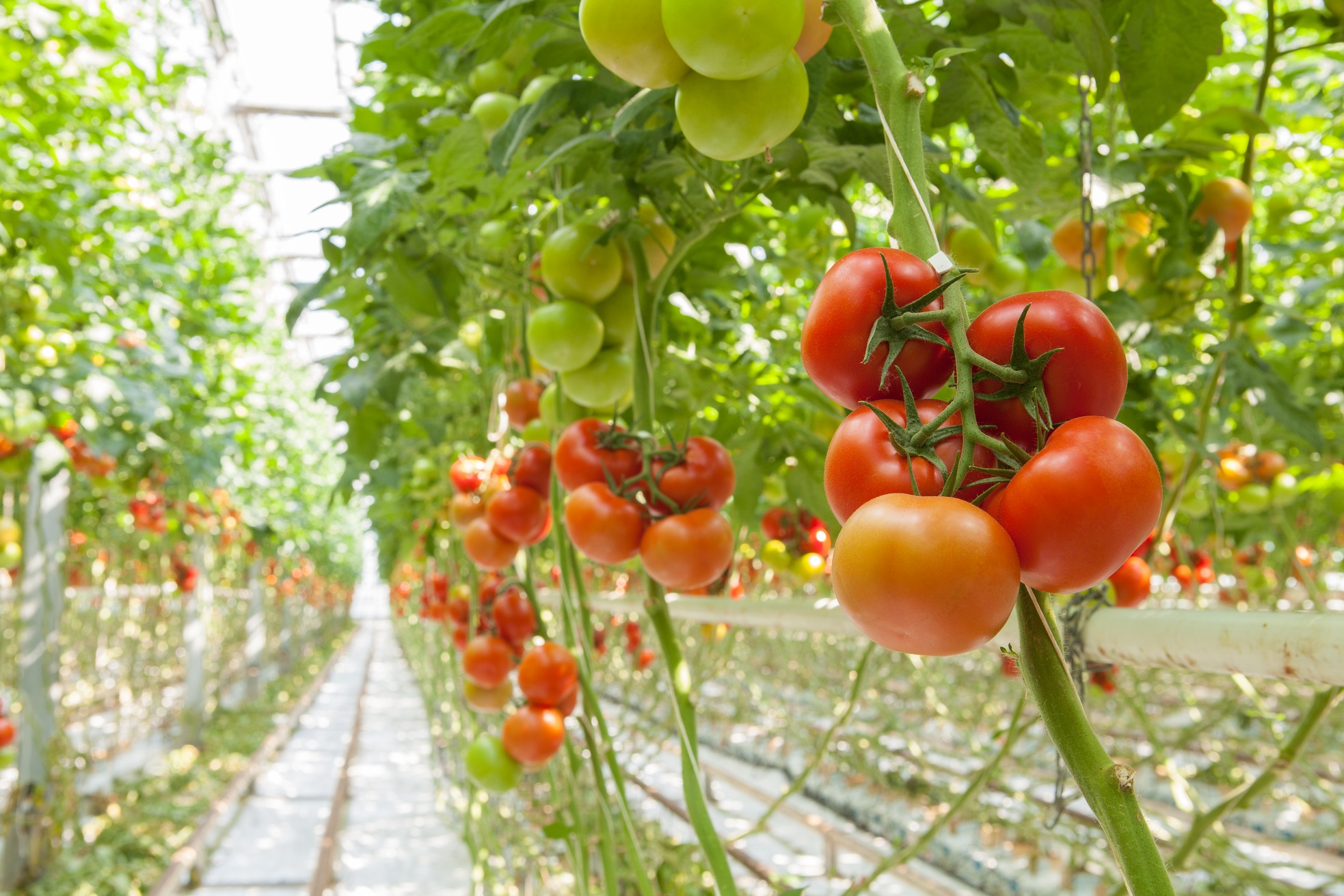 Cultivo de tomate en invernadero.