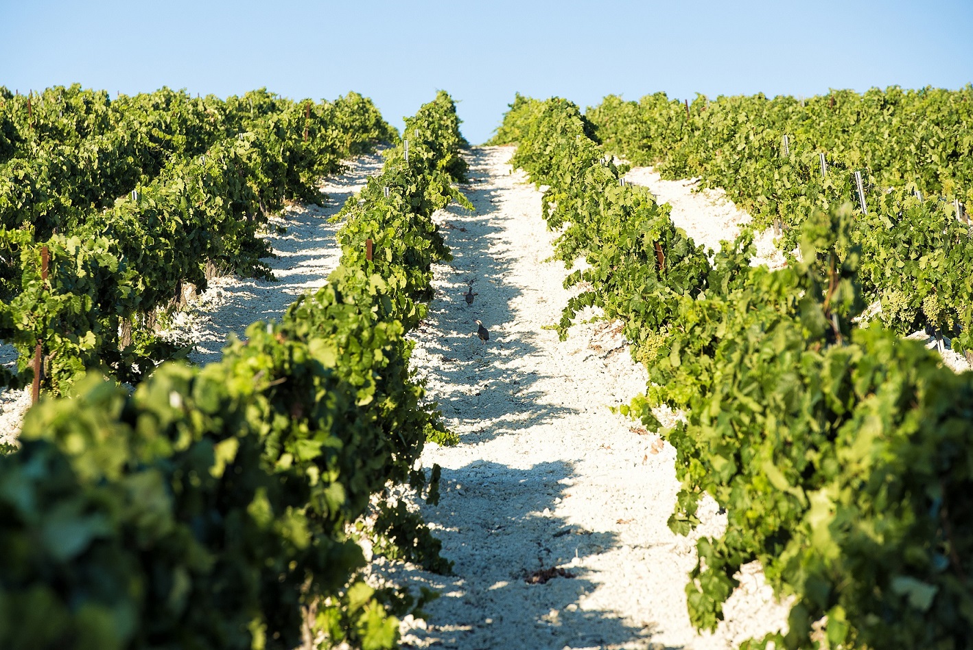 Viñedo andaluz