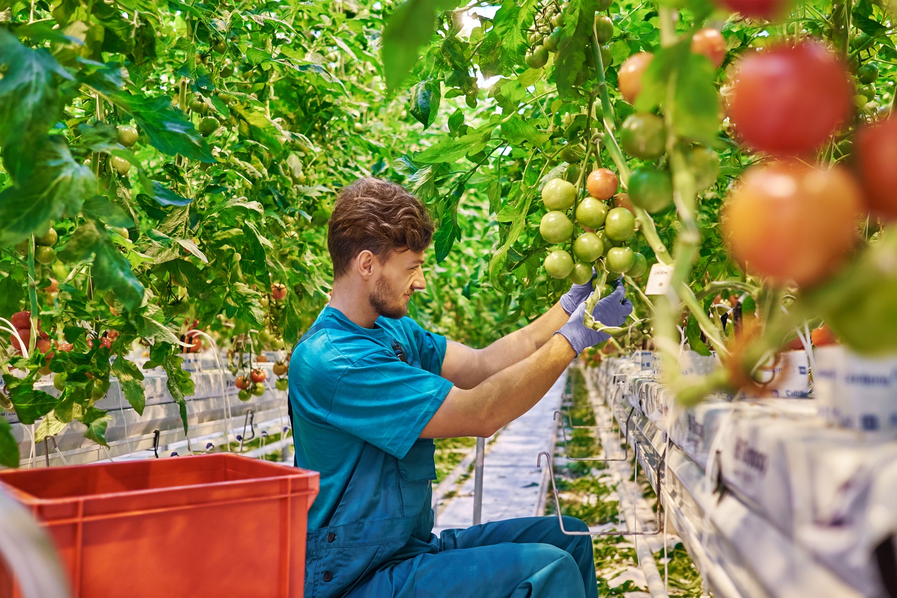 Producción ecológica de tomate