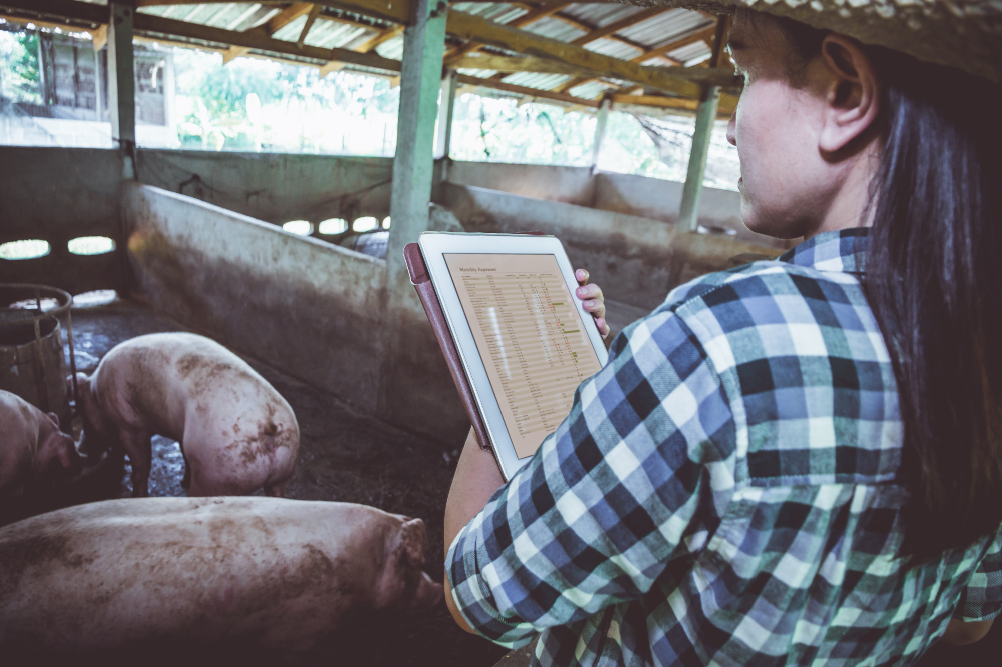 Ganadería de porcino.