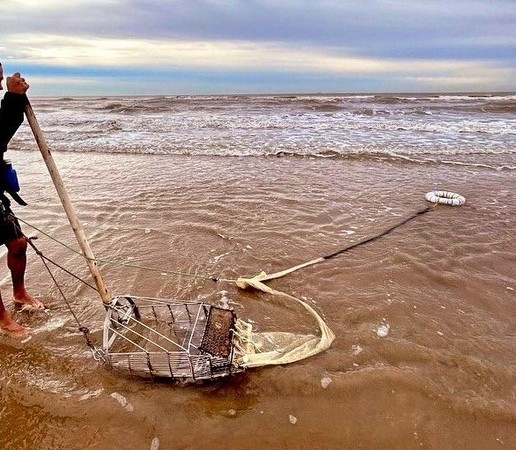 Marisqueo de coquina