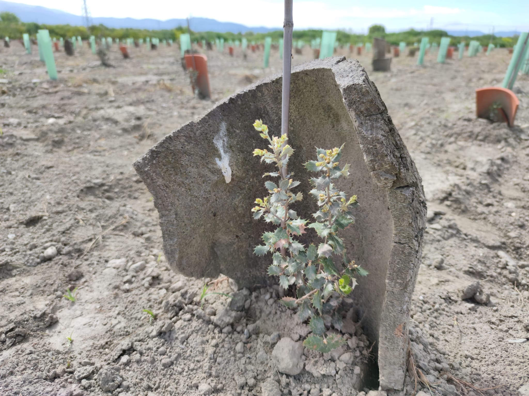 Planta con protector