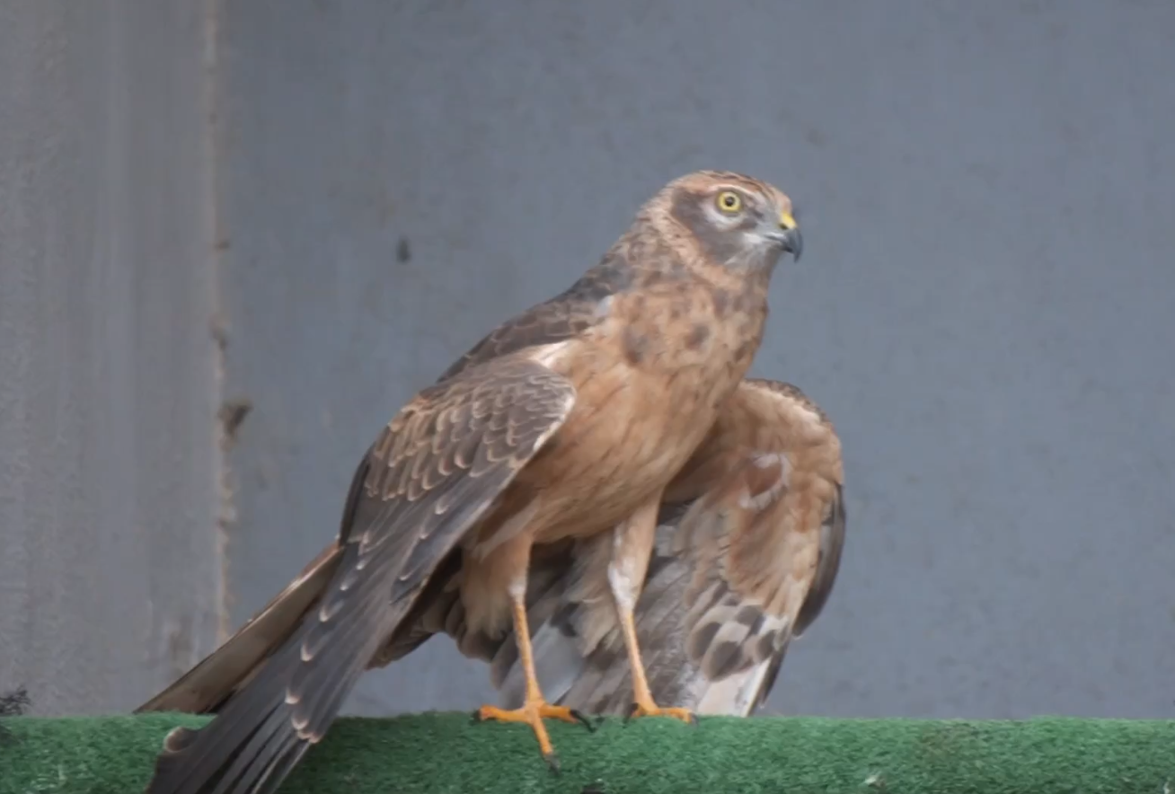 Recuperación y liberación de aguilucho cenizo. CREA dunas de...