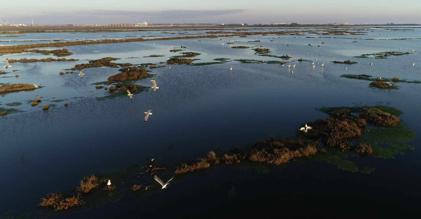 Marismas del Odiel.