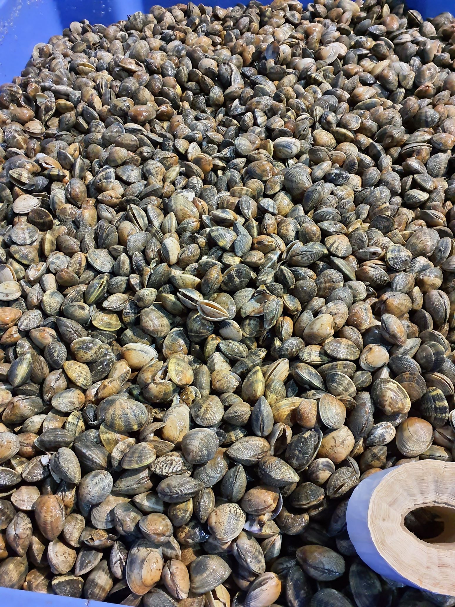 Imagen de las almejas japonesas decomisadas en Pilas (Sevilla)