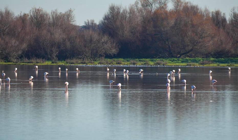 Flamencos en el Parque Nacional de Doñana.