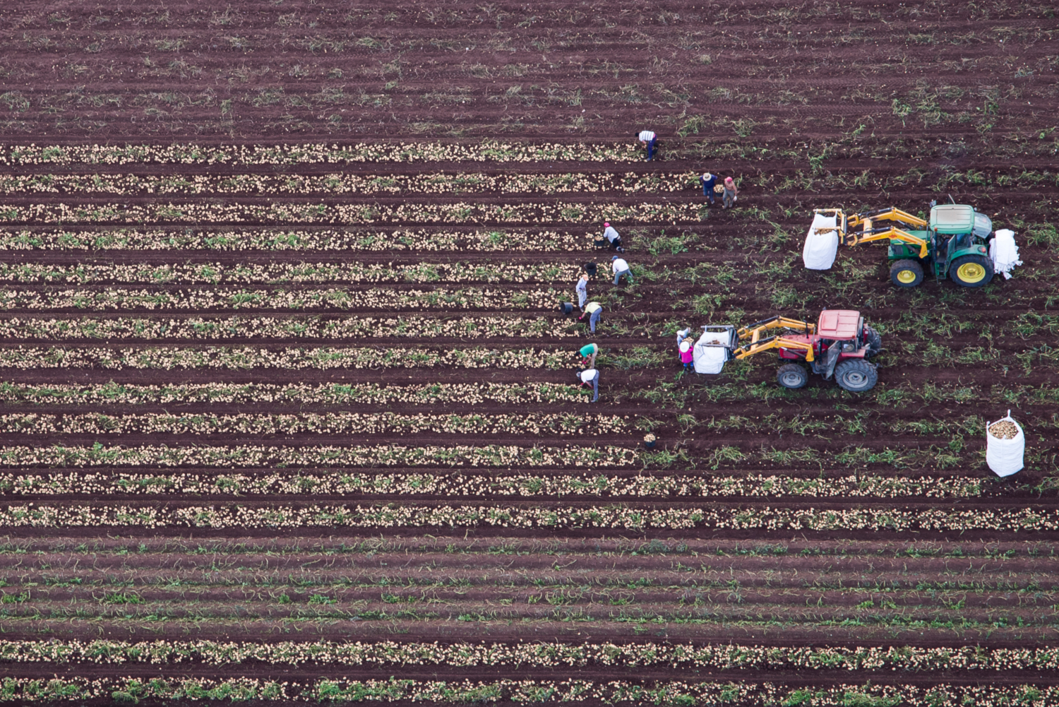 Agricultores en un campo de patatas