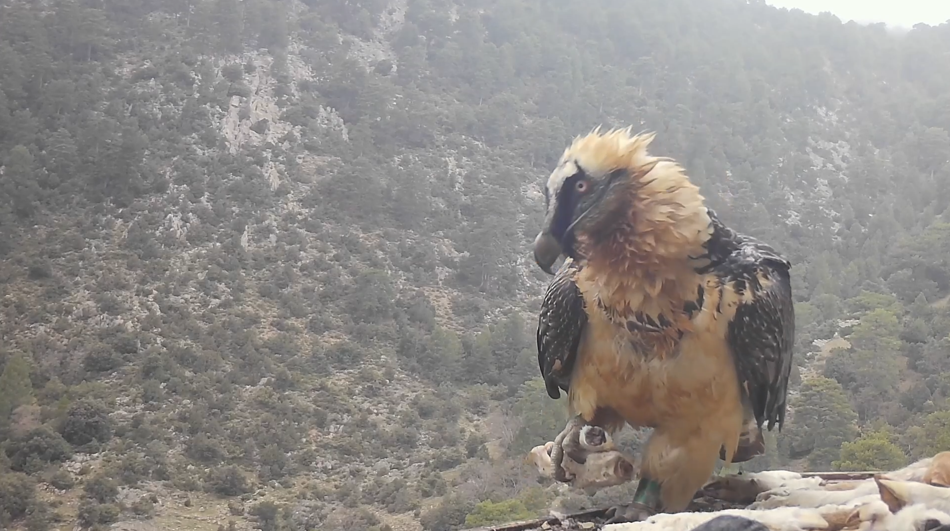Trabajos de protección del quebrantahuesos por el personal d...