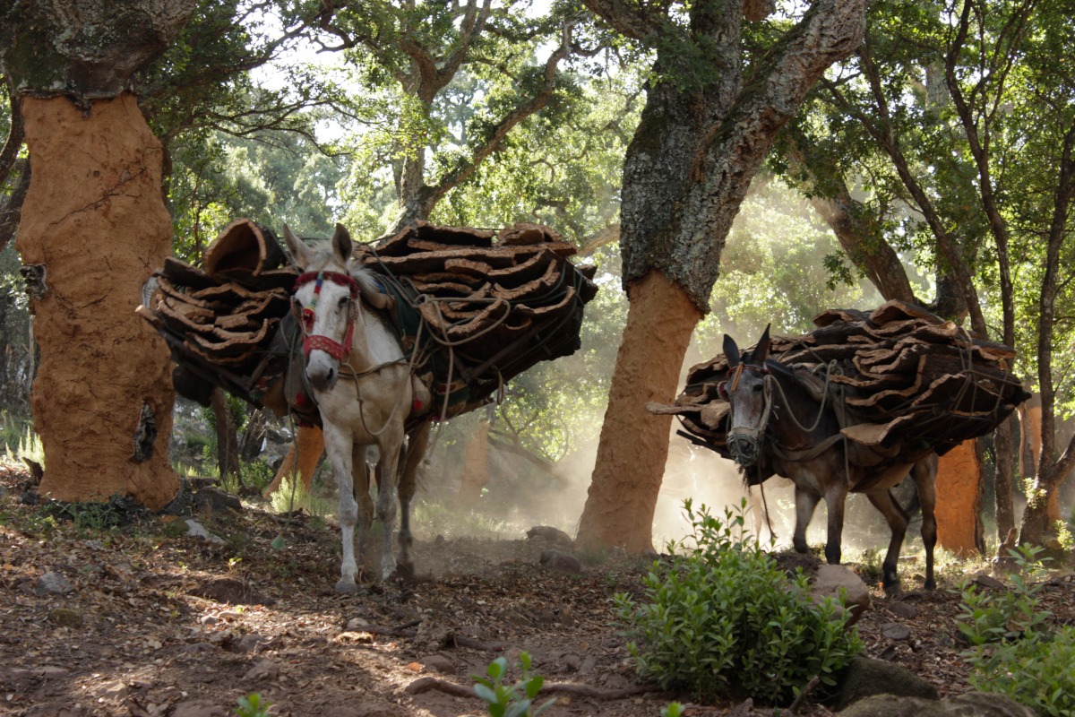 Las escuelas de corcho se desarrollan en Sevilla, Córdoba, Jaén y Cádiz.