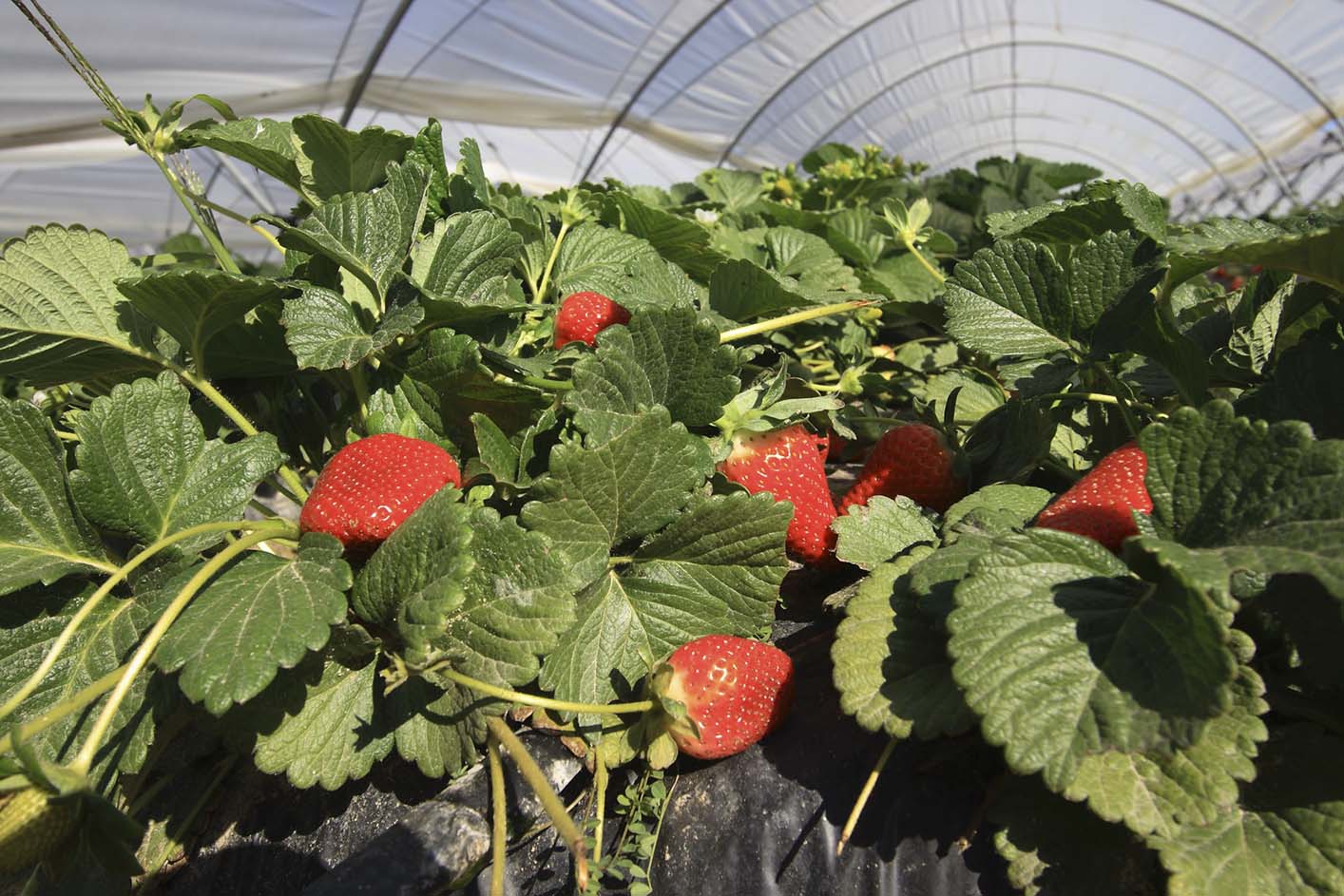 Invernadero de fresas