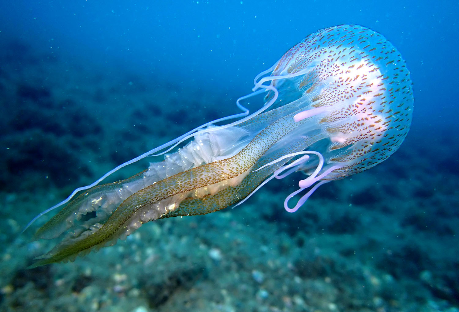 Pelagia noctiluca