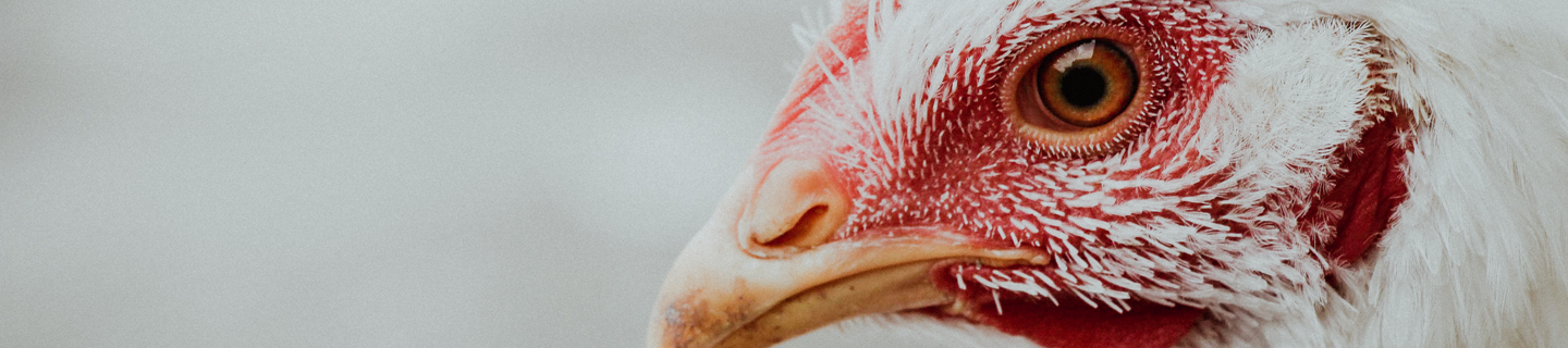 Medidas preventivas, de vigilancia y control de la influenza aviar en parques urbanos o periurbanos