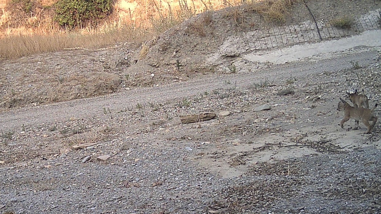 El censo 2024 eleva la población a 2.401 linces en la península y 836 en Andalucía.