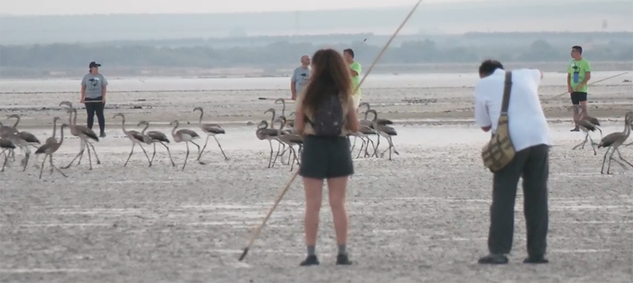 Anillamiento de pollos en Laguna de Fuente de Piedra