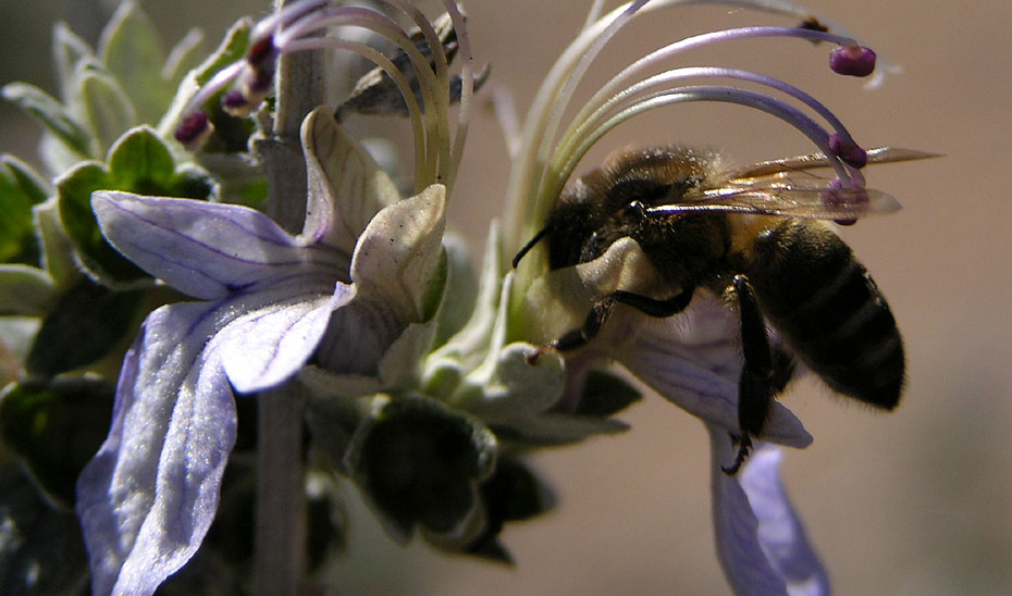 La Junta refuerza a la apicultura como actividad económica sostenible, ligada a la gestión forestal y a la conservación del medio natural.