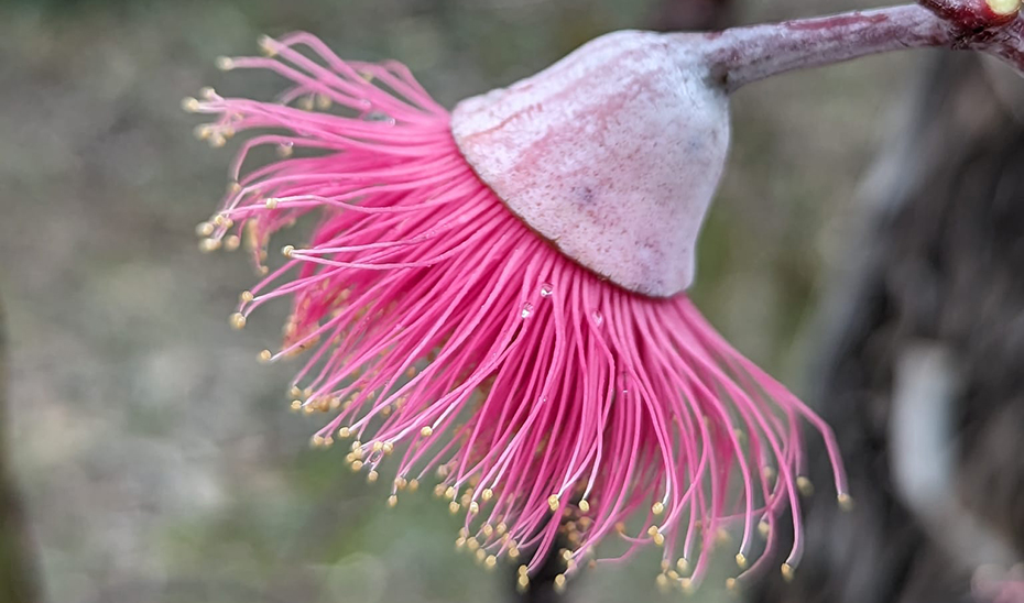 El Banco de Germoplasma alberga material genético de unos 4.000 taxones entre especies y subespecies.