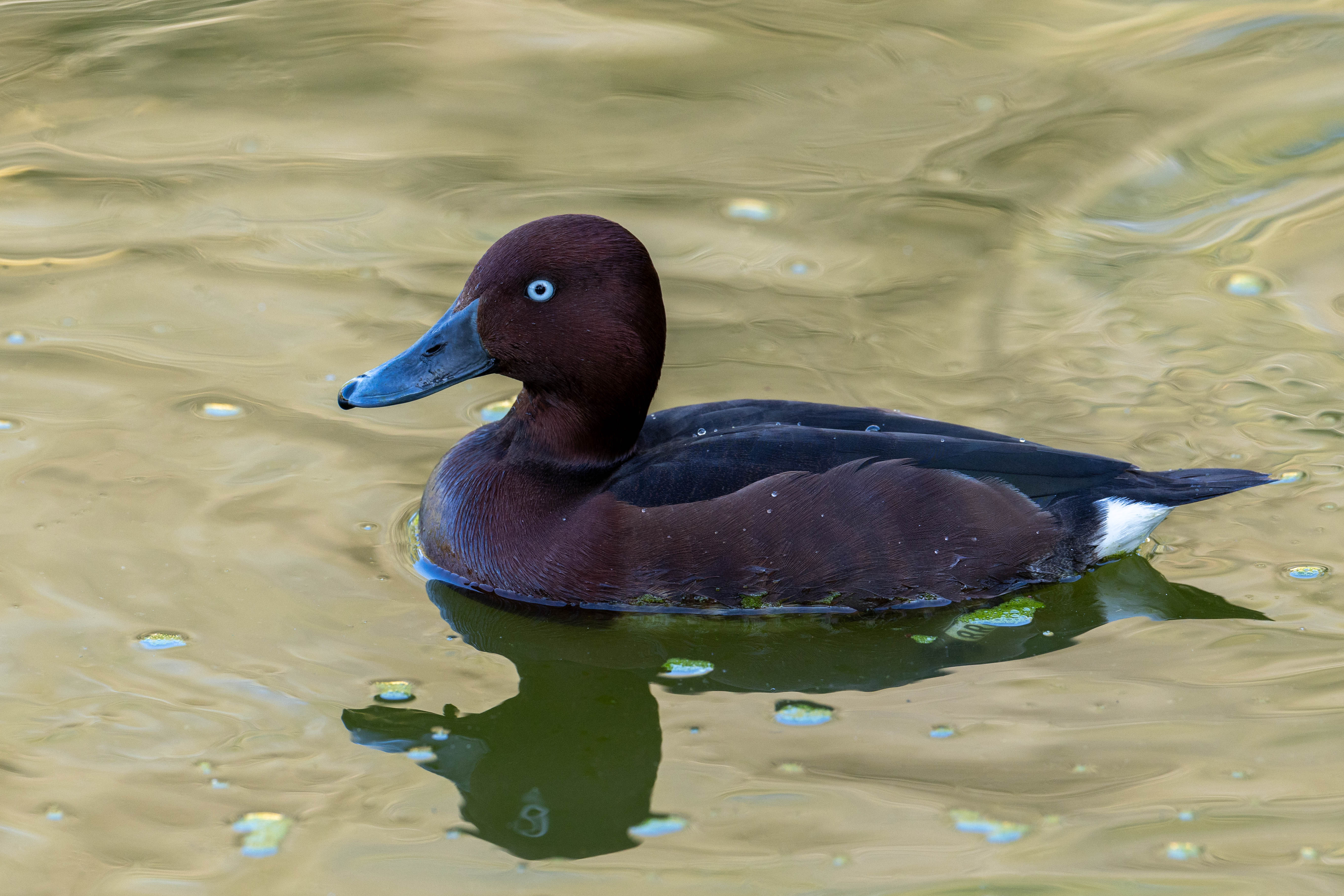 Ejemplar de porrón pardo.