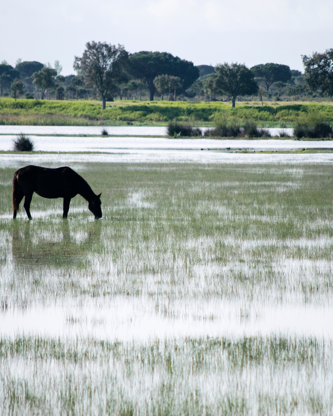 El Boletín Oficial de la Junta de Andalucía ha publicado este martes el Proyecto de Orden.