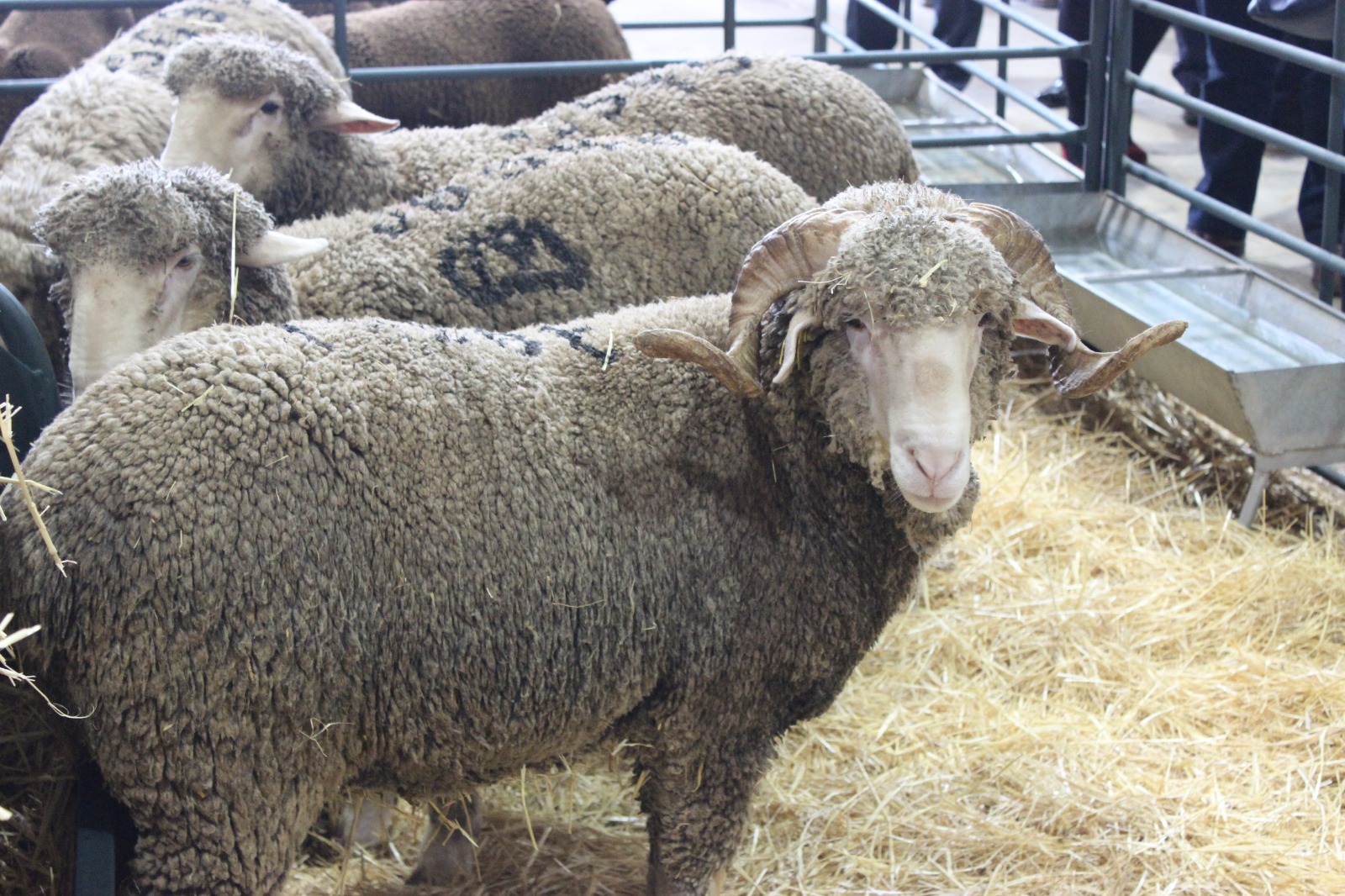 Imagen de unas ovejas