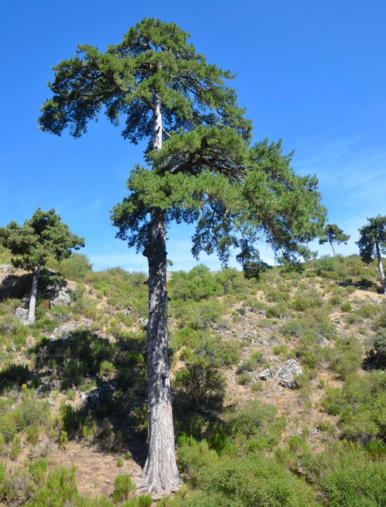 Árbol singular en el Parque Natural Sierras de Cazorla, Segura y Las Villas