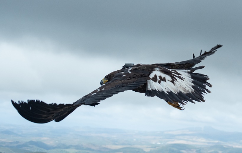 Águila real en vuelo