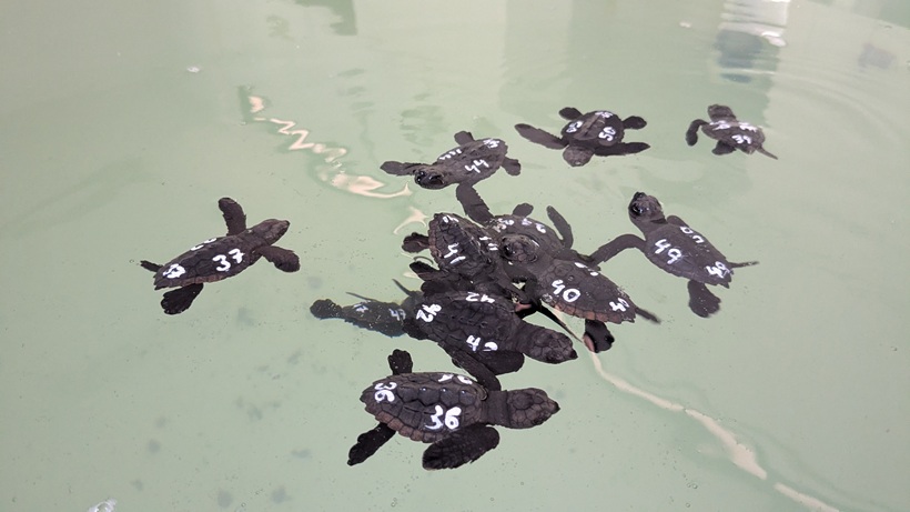 Tortugas en CEGMA Algeciras