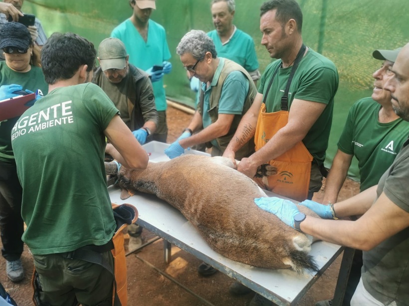 Operación Herradero