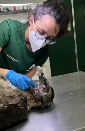 Exploración quebrantahuesos en CREA Quiebrajano